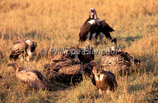 kenya 60.JPG - VautoursVulturesNeophron percnopterusRéserve de Masai MaraMasai Mara National ReserveKenya